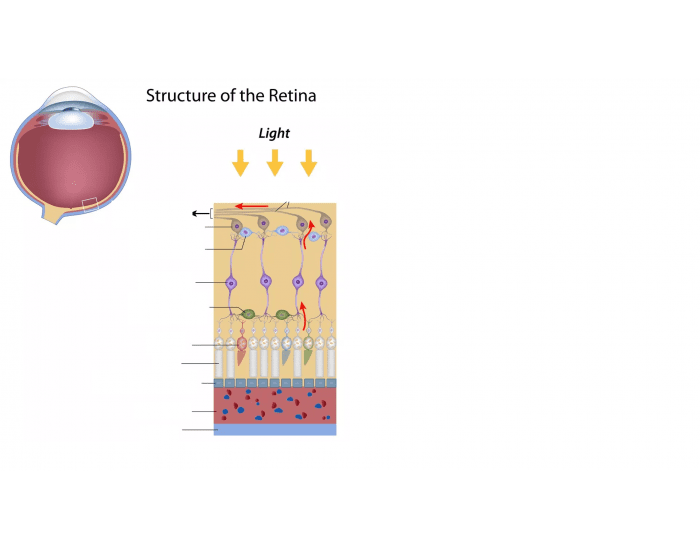 Retina Layers Oct Worksheet.pdf Layers of retina diagram — Printable Worksheet
