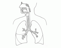 WHS Respiratory System
