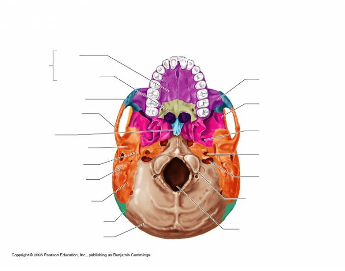 Bone Innerview Bone features-inferior view Quiz