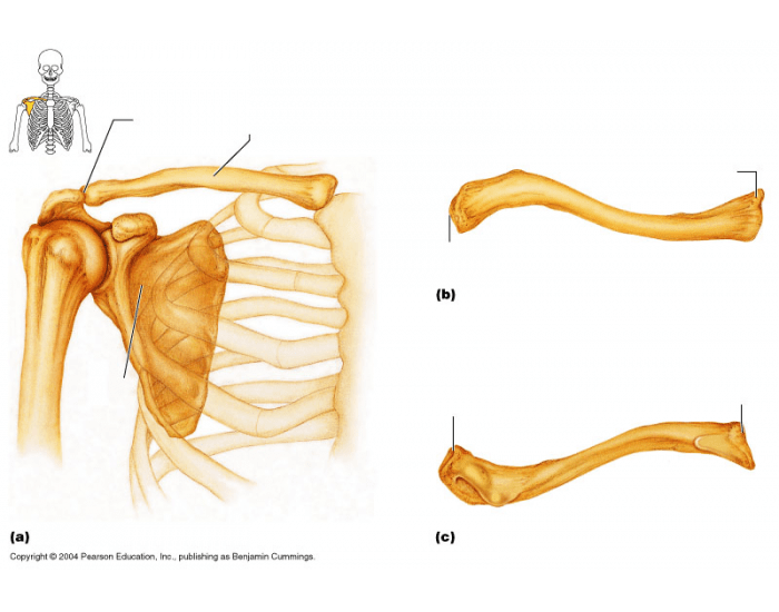 Pectoral girdle and clavicle Diagram