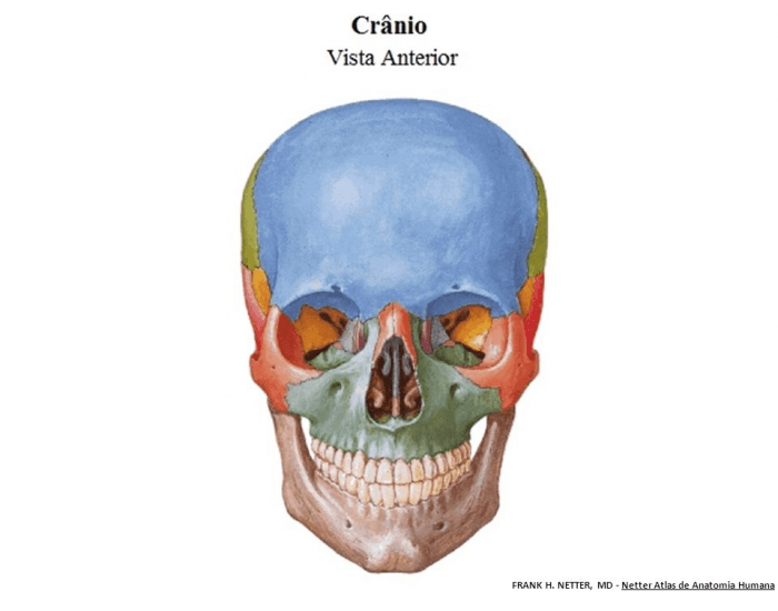 Anatomia da Mandíbula Quiz