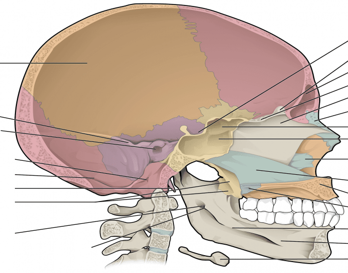 labeling-the-axial-skeleton-skull-internal-side-quiz
