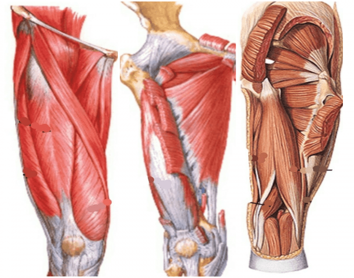 Anatomia aplicada Quadril e coxa- Músculos Quiz