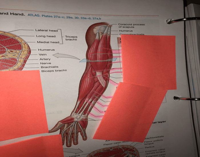 Arm Muscles Labeling Quiz