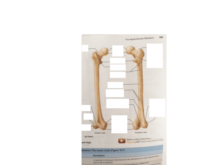 The Lower limb (anatomy 1) Quiz Biology Diagrams