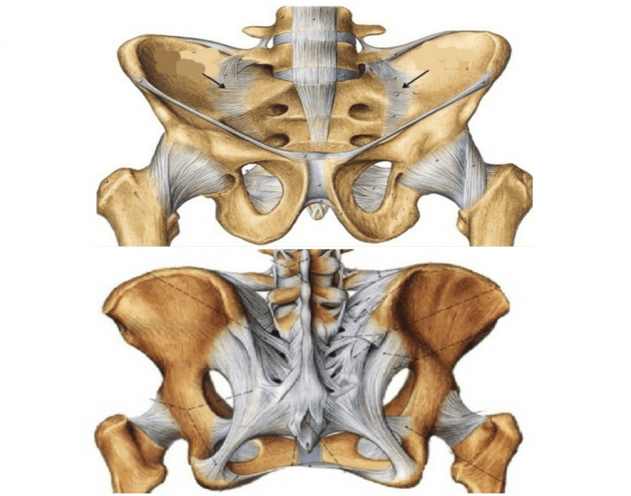 Anatomia aplicada da coxa- Músculos Quiz