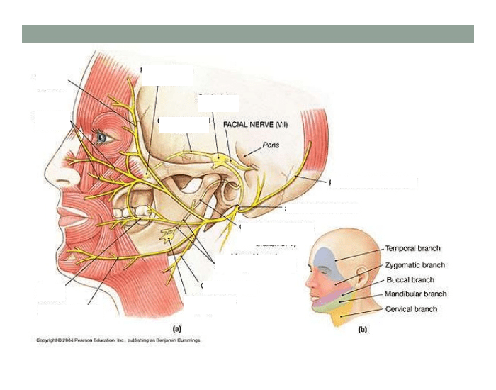 Mandibular nerve Quiz