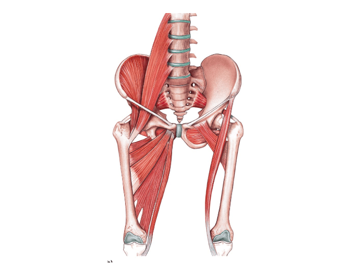 Anatomia aplicada Quadril e coxa- Músculos Quiz