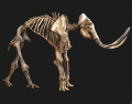 Mammoth Skeleton Quiz