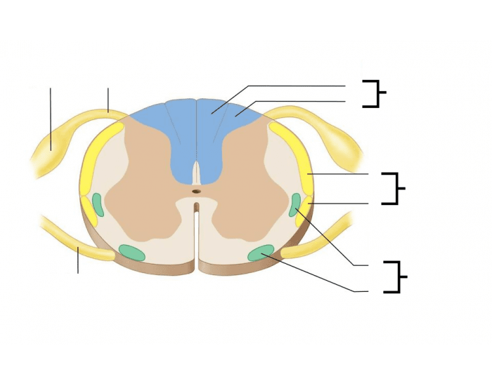 Sensory Pathways