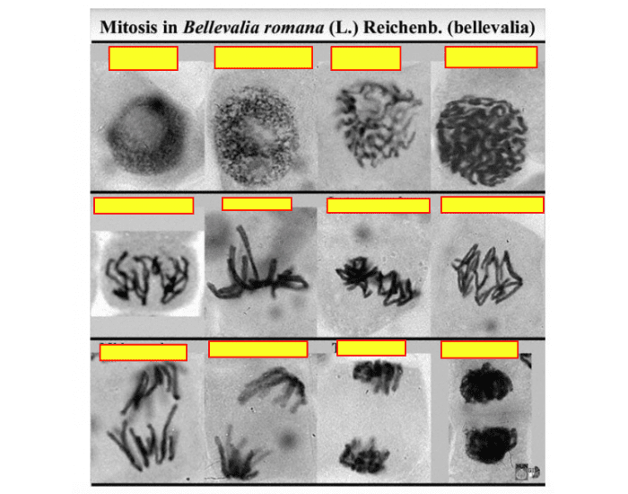 Cell Cycle Phases Quiz Biology Diagrams