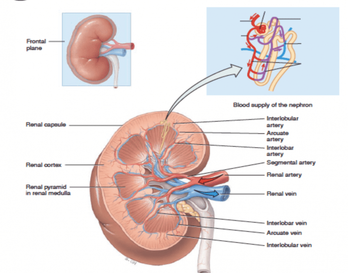 KídKnëe (blood pathway) Quiz