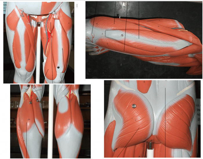 3 Muscles Samples muscles3 Quiz