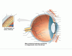 Sectional Anatomy of the Eye