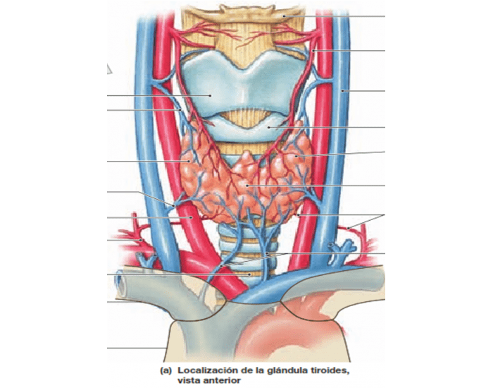 Arterias y Venas Glándula Tiroides Quiz