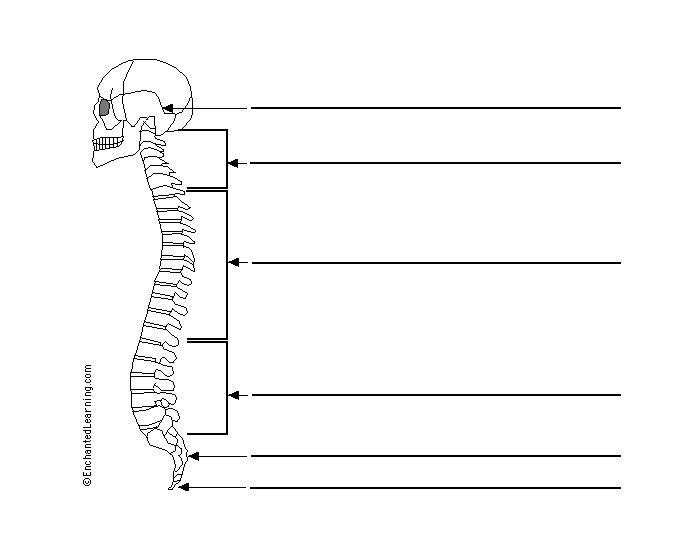 Spinal Column Worksheet Anatomy of the spinal column Quiz