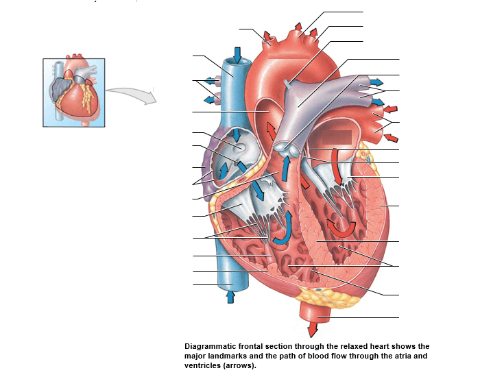 Blood Flow Through Heart Quiz