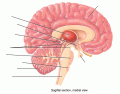 Brain (Sagittal)