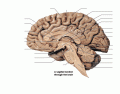 Sagittal Section Through the Brain