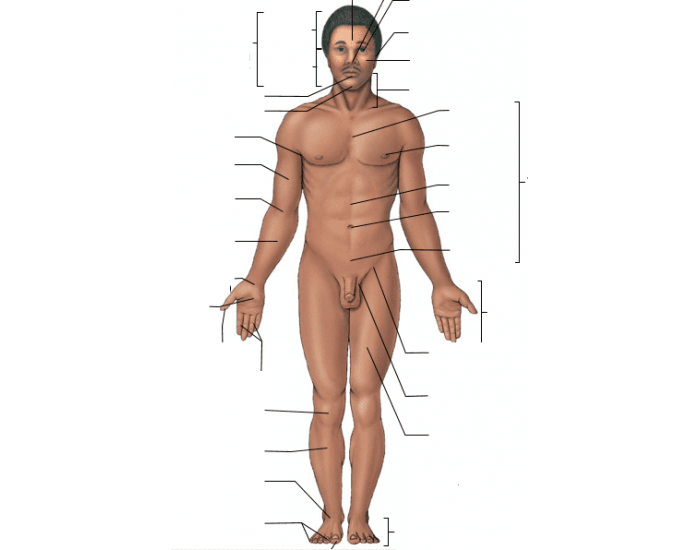 anatomy of the body landmarks worksheets