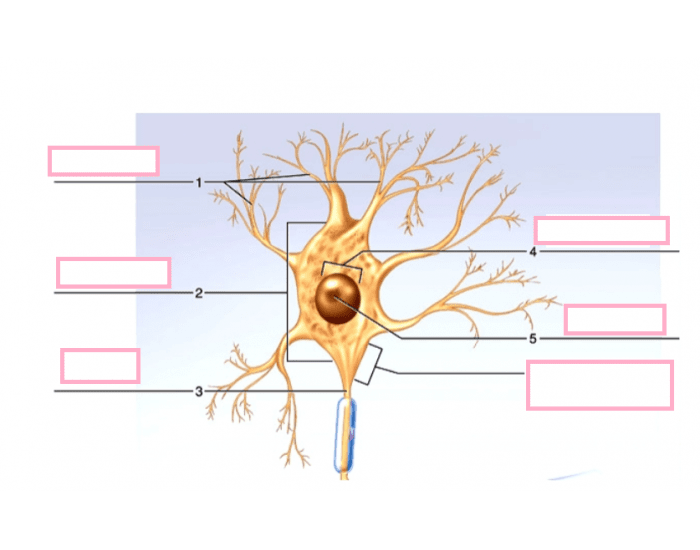 Neuron Quiz