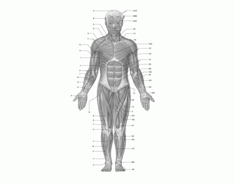 Human Tissue Quiz