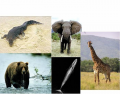Largest Animals (Part One)