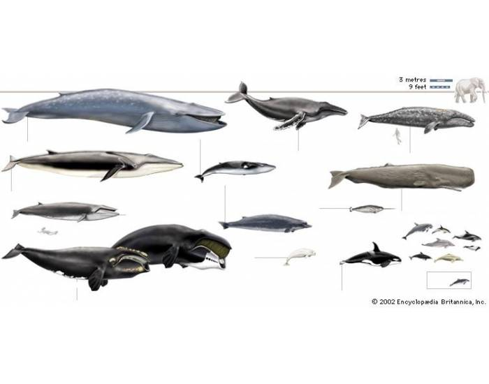 Whales (Names) Quiz