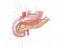 Human Anatomy - Pancreas and Surrounding Structures