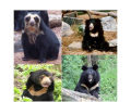 Bears (Part Two)