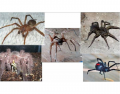 Deadliest Spiders (Part Two)