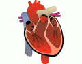 Basic Interior Heart Anatomy