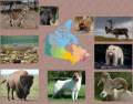 Provincial Animals of Canada