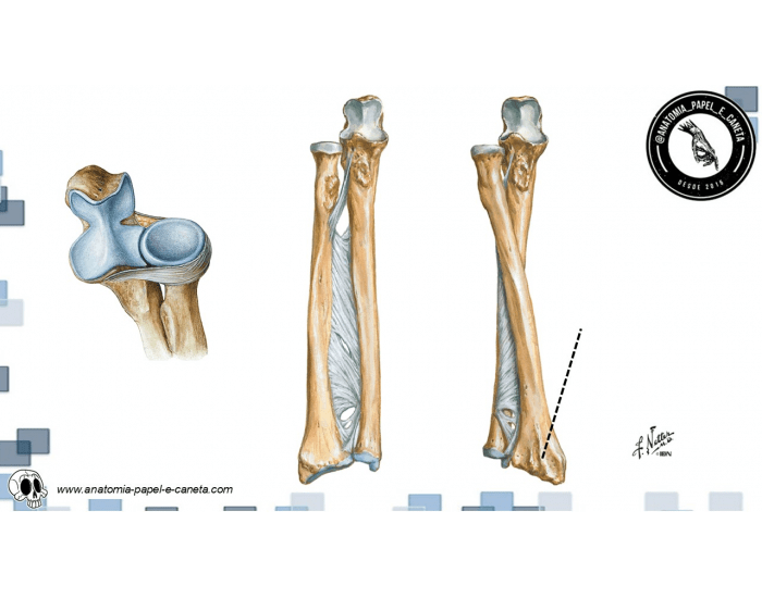 Anatomia do úmero Quiz