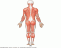 Posterior Human Muscles