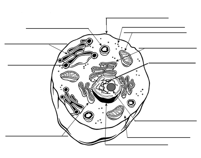 Animal Cell Labeling Quiz