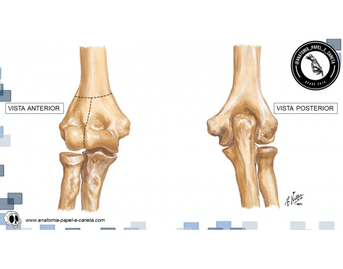 Ossos da cabeça, Anatomia papel e caneta