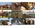 Film: Horses with Race horses