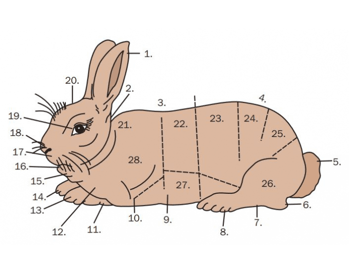 Rabbit Parts Quiz
