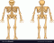 Human Skeleton Parts #1