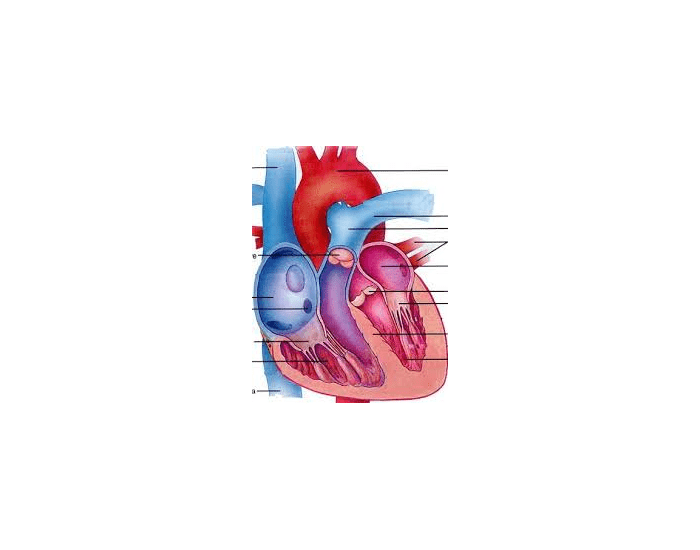 ANATOMIA INTERNA DO CORAÇÃO Quiz