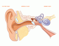 AT List 2 (Outer and Middle Ear) 