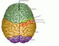 Dorsal View of Cerebral Hemispheres 