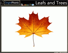 Leafs and Trees Slide Quiz
