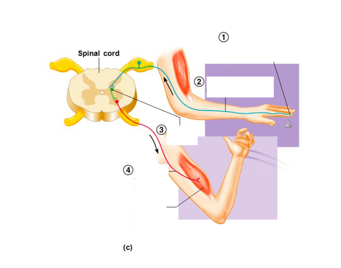 Polysynaptic Reflexes Example Polysynaptic Reflex Arc Quiz