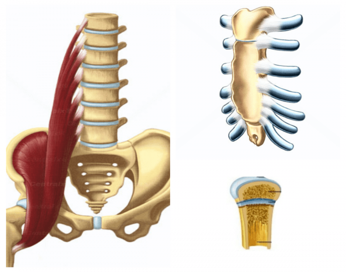 Anatomia aplicada Quadril e coxa- Músculos Quiz