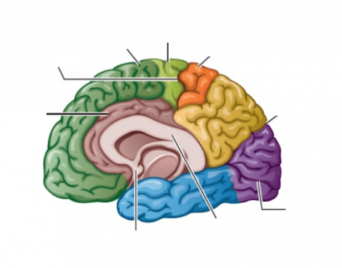 Midsaggital View of Brain Quiz