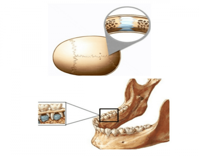 Anatomia aplicada Quadril e coxa- Músculos Quiz