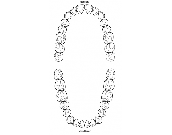 Tooth Numbers Activity Universal Teeth Numbering System — Printable Worksheet