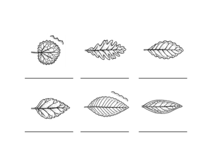 Leaf Margins Quiz